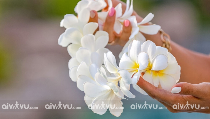 Hoa chăm pa của lào - Đặc Điểm, Ý nghĩa và cách trồng loài hoa tượng trưng cho tình yêu và văn hóa lào